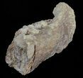 Mosasaur (Platecarpus) Jaw Section - Kansas #61476-3